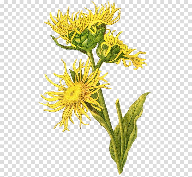 Floral Flower, Poster, Abstraction, Floral Design, Cut Flowers, Dandelion, Plant, Yellow transparent background PNG clipart