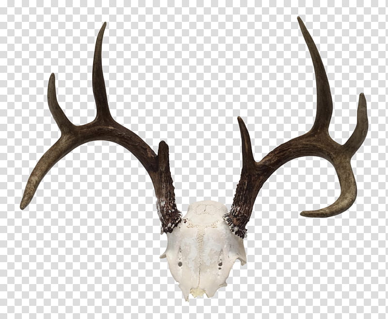 Trophy, Deer, Antler, Horn, Whitetailed Deer, Trophy Hunting, Taxidermy, Campsite transparent background PNG clipart