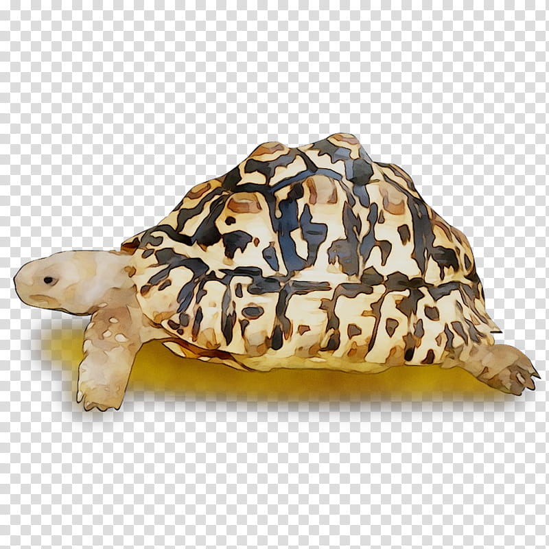 Sea Turtle, Box Turtles, Tortoise, Animal, Reptile, Hawksbill Sea Turtle, Pond Turtle, Animal Figure transparent background PNG clipart