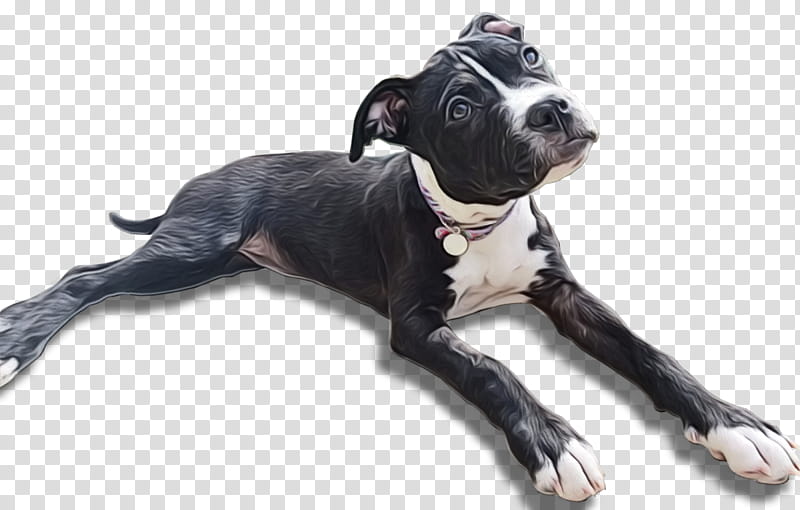 American Bulldog, American Pit Bull Terrier, Animal Rescue Group, Nokill Shelter, Pet Adoption, Snout, Breed, San Juan Capistrano transparent background PNG clipart