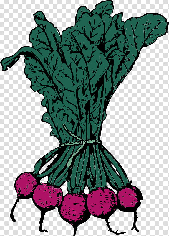 Vegetables, Beetroot, Sugar Beet, Root Vegetables, Food, Turnip, Beetroots, Plant transparent background PNG clipart