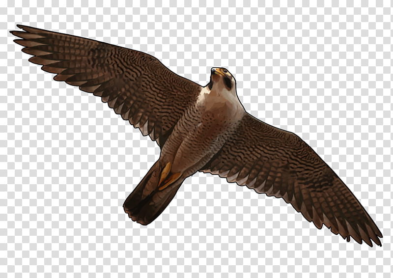 Grey, Bird, Flight, Heron, Buzzard, Falcon, Peregrine Falcon, Education transparent background PNG clipart