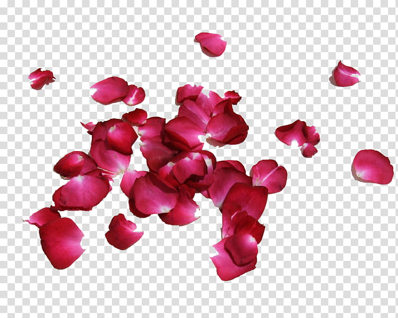 Petalos, pink petals transparent background PNG clipart
