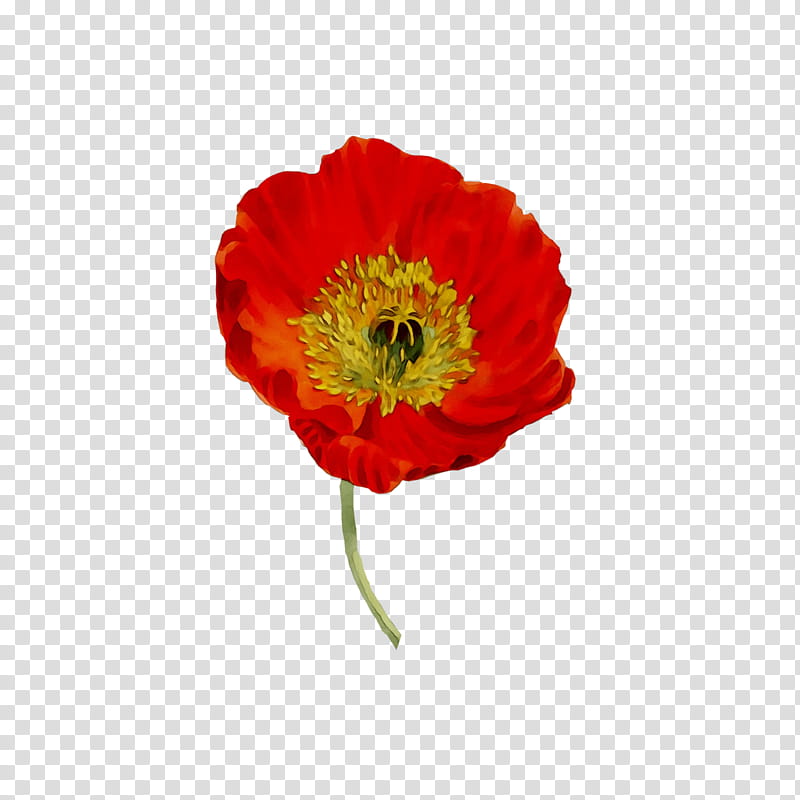 Drawing Of Family, Poppy, Common Poppy, Flower, Petal, Red, Plant, Orange transparent background PNG clipart