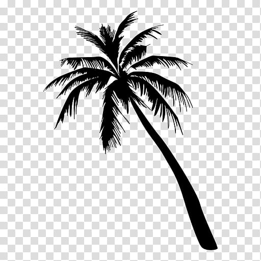Coconut Tree Drawing, Seton Hall University, Festival, 2018, Mad Cool, White, Palm Tree, Blackandwhite transparent background PNG clipart