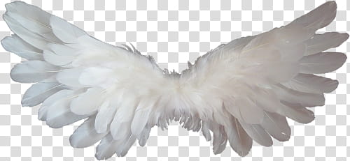 The Super or hottie, white feather wings transparent background PNG clipart