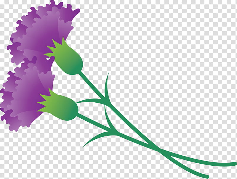 Mothers Day Carnation Mothers Day flower, Plant, Violet, Pedicel, Plant Stem, Morning Glory, Pink Family transparent background PNG clipart