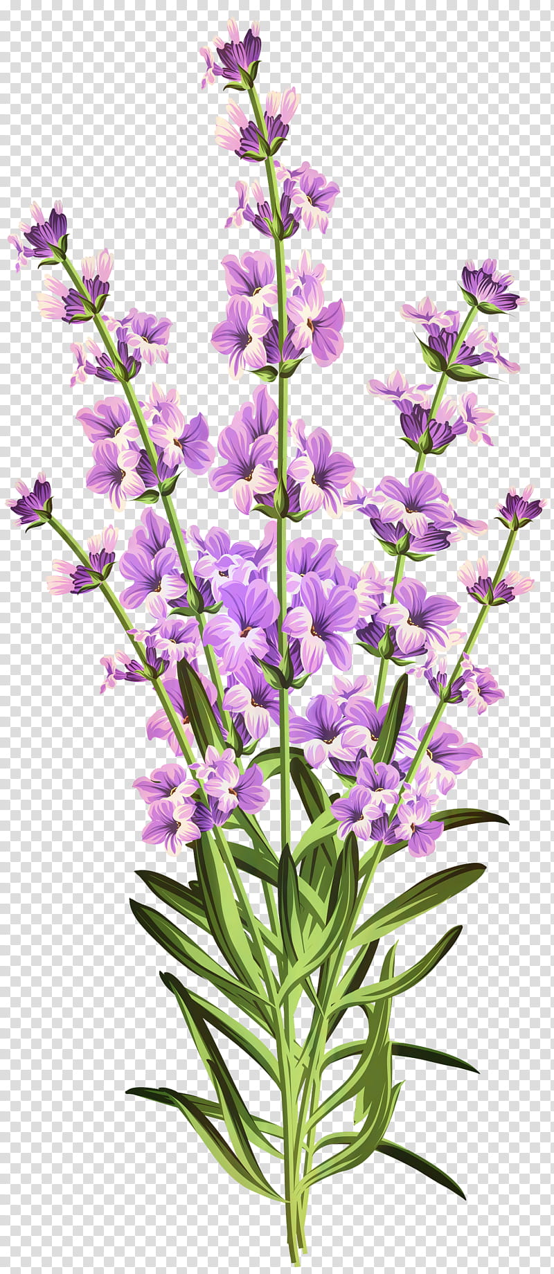 Flowers, Lavender, Web Design, Plant, Purple, English Lavender, Common Sage, Hyssopus transparent background PNG clipart