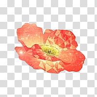 CHI PAO, orange flower at bloom illustration transparent background PNG clipart
