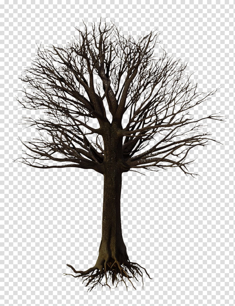 O, bare tree transparent background PNG clipart