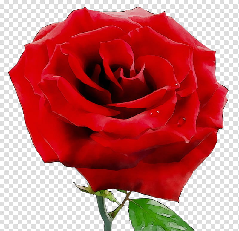 Red Rose Frame, Garden Roses, Beach Rose, China Rose, Frames, Pink, Cabbage Rose, Love Frame transparent background PNG clipart