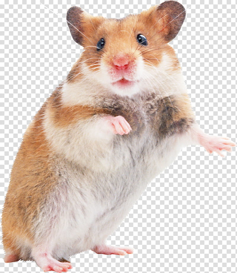 Hamster, Gerbil, Golden Hamster, Hamster Care, Rat, Pet, Mouse, Muroids transparent background PNG clipart