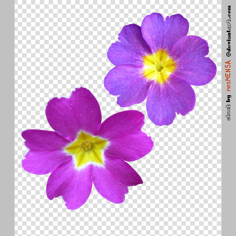 Primula mix , pink and purple petaled flower transparent background PNG clipart