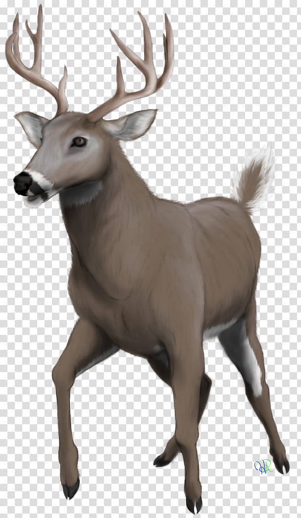 Whitetailed Buck transparent background PNG clipart