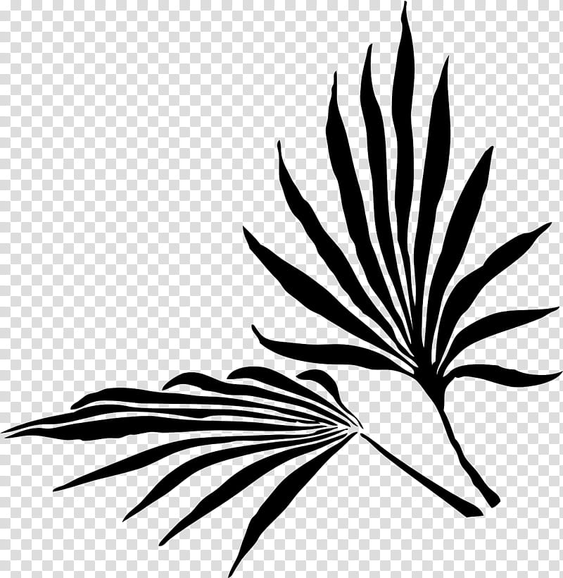 Date Tree Leaf, Palm Trees, Palm Branch, Plants, Palmleaf Manuscript, Canary Island Date Palm, Frond, Areca Palm transparent background PNG clipart