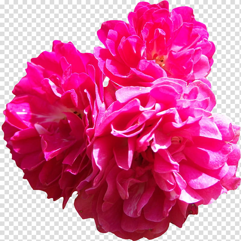 Bright Pink Rose  transparent background PNG clipart