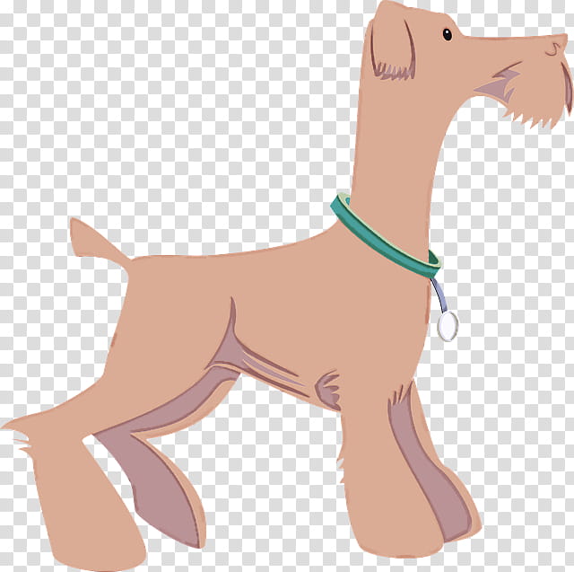 dog tail fawn liver airedale terrier transparent background PNG clipart