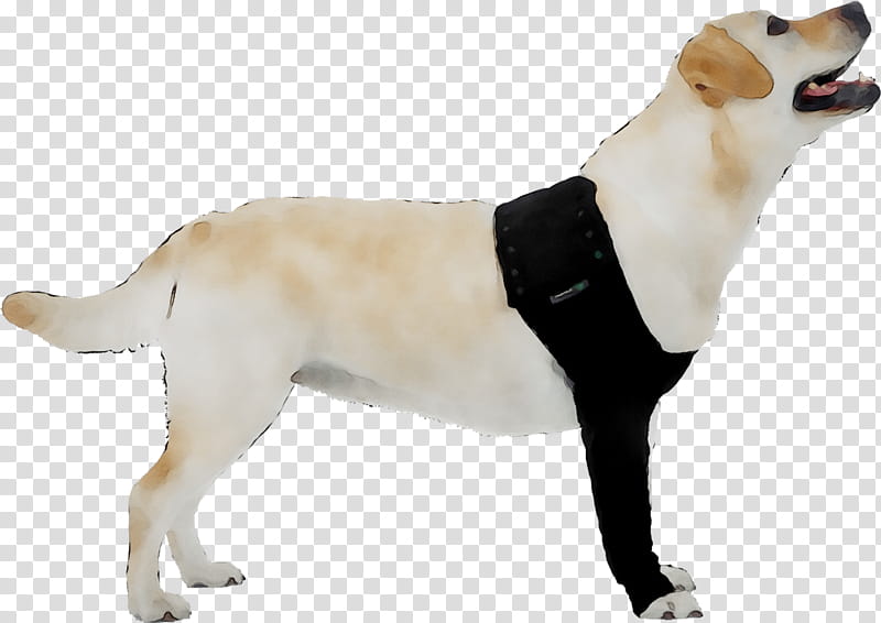 Gun, Labrador Retriever, Companion Dog, Gun Dog, Kumpulan Baka Anjing, Snout, Breed, Sporting Group transparent background PNG clipart