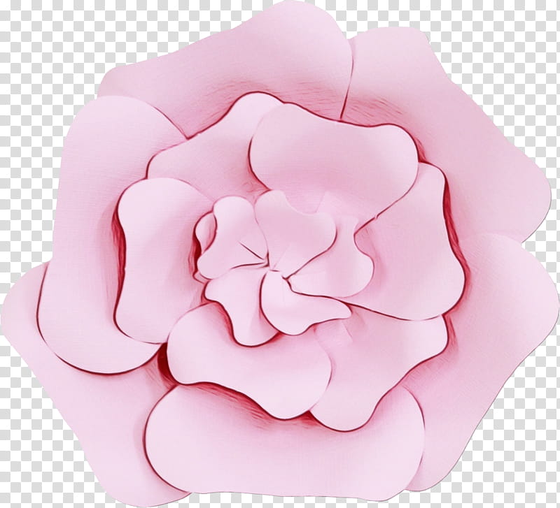 Pink Flower, Garden Roses, Cut Flowers, Petal, Pink M, Plant, Rose Family, Camellia transparent background PNG clipart