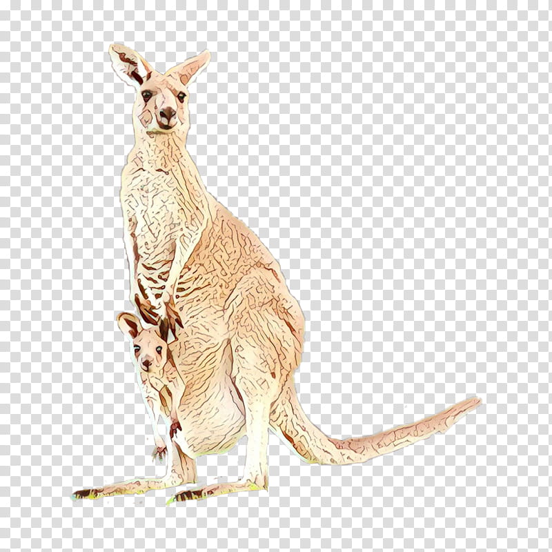 kangaroo macropodidae kangaroo red kangaroo wallaby, Cartoon, Terrestrial Animal, Animal Figure, Wildlife, Tail transparent background PNG clipart