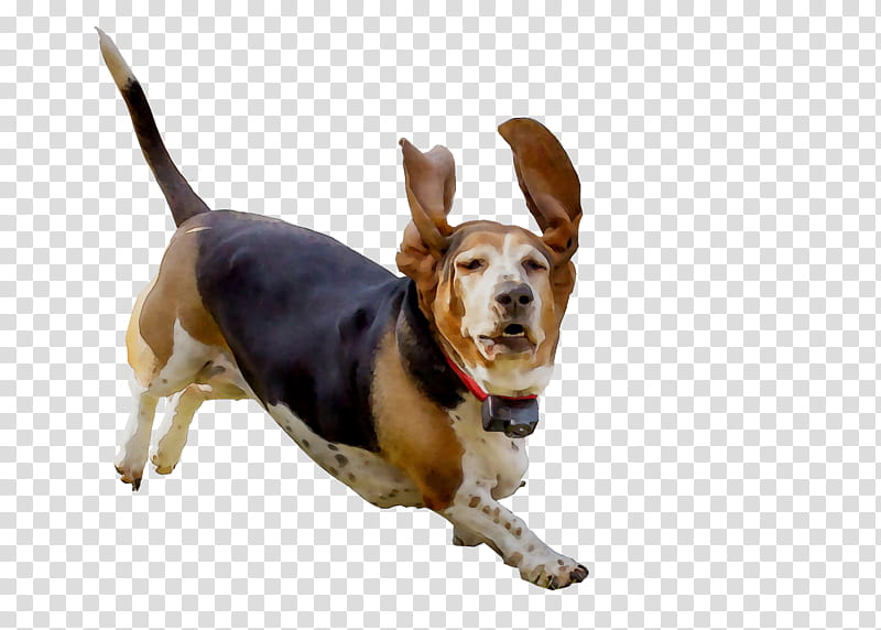 Cartoon Dog, Harrier, Beagle, Basset Hound, Companion Dog, Snout, Breed, Rare Breed Dog transparent background PNG clipart