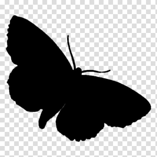 Butterfly Black And White, Silhouette, Lizard, Reptile, Green Iguana, Animal, Black White M, Common Iguanas transparent background PNG clipart