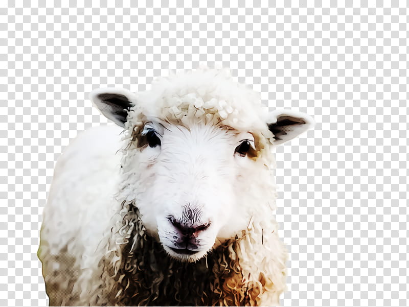 sheep sheep goats live cow-goat family, Live, Cowgoat Family, Snout, Wool transparent background PNG clipart