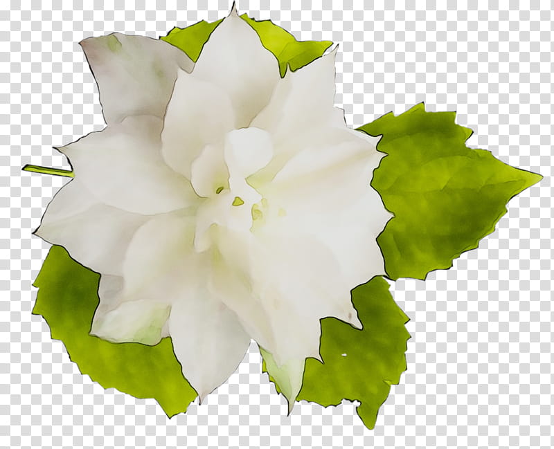 Flower White, Annual Plant, Herbaceous Plant, Plants, Petal, Leaf, Mock Orange transparent background PNG clipart