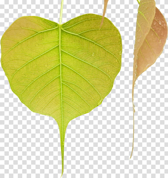 Buddha, Bodhi Tree, Leaf, Mahamevnawa Buddhist Monastery, Sacred Fig, Plant Stem, Television, Gautama Buddha transparent background PNG clipart