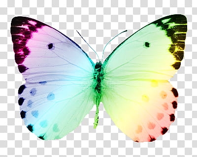 , multicolored butterfly art transparent background PNG clipart