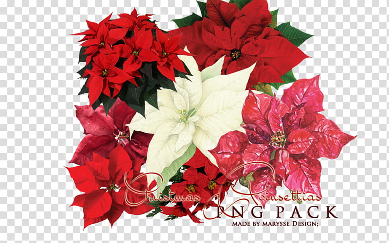 Poinsettia Christmas , white and red poinsettia flowers transparent background PNG clipart