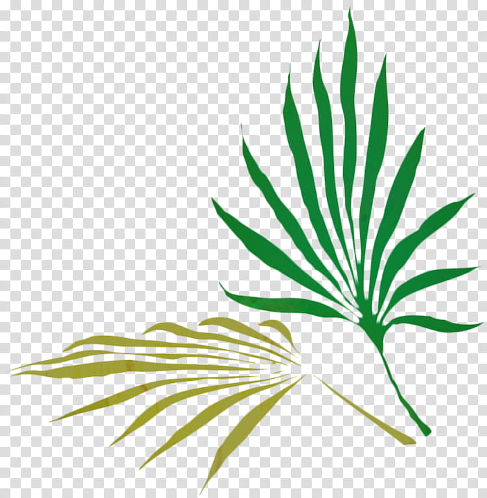 Palm Tree, Palm Trees, Leaf, Frond, Palm Branch, Fern, Plants, Plant Stem transparent background PNG clipart