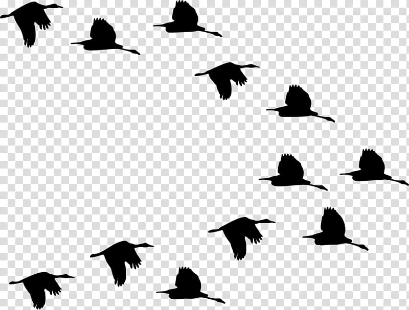 Bird Silhouette, Duck, Flight, Goose, Flock, Bird Illustrations, Mallard, Swans transparent background PNG clipart