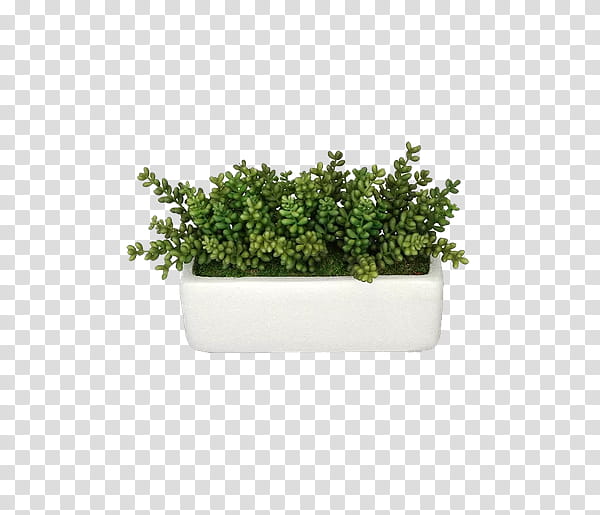 Green Grass, Succulent Plant, Plants, Flowerpot, Stonecrop, Echeveria, Tree, Cactus transparent background PNG clipart