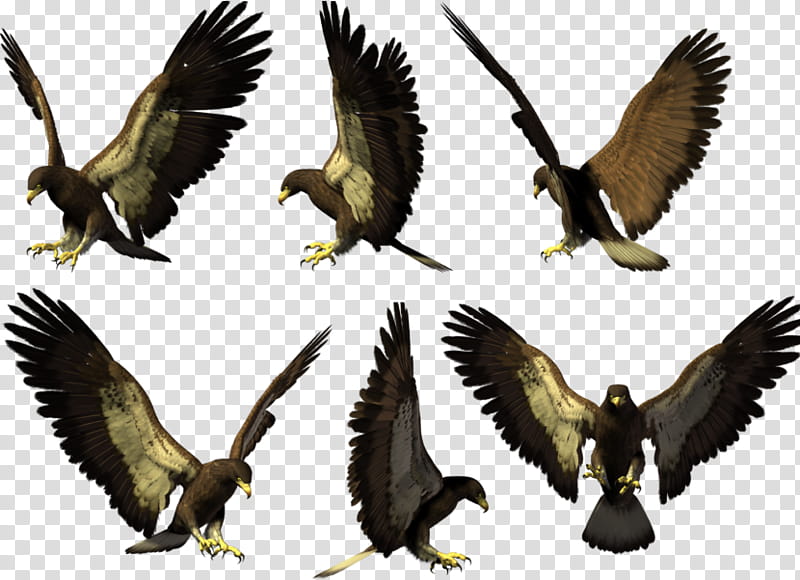 Golden, Bird, Bald Eagle, Hawk, Falcon, True Eagles, Common Buzzard, Bird Of Prey transparent background PNG clipart
