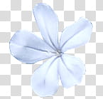 white petaled flower artwork transparent background PNG clipart