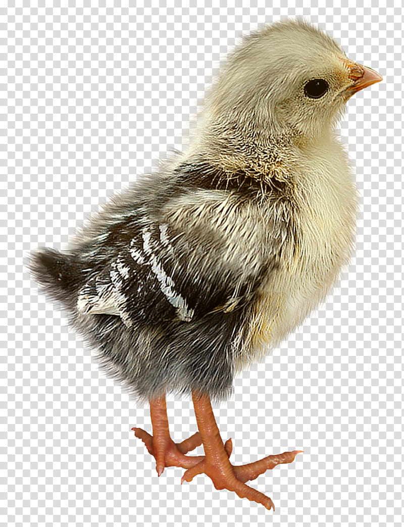 gray and black chick transparent background PNG clipart