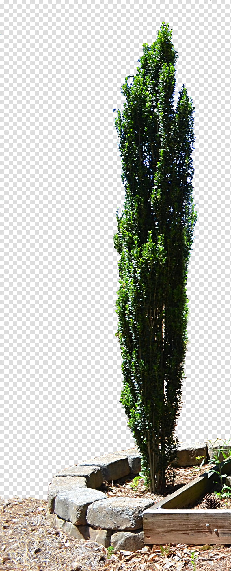 Cypress Tree in Planter , green-leafed plant transparent background PNG clipart