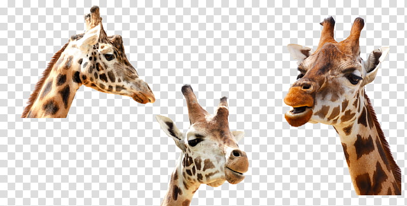 Giraffe Trio, three giraffe animals transparent background PNG clipart
