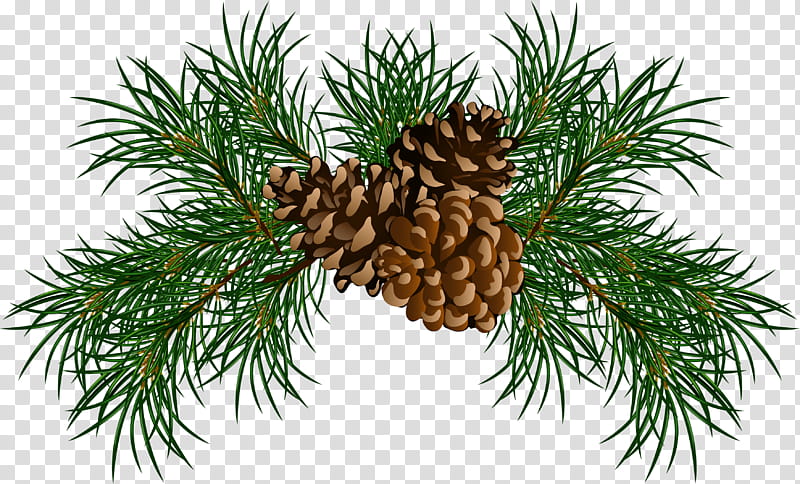 shortleaf black spruce sugar pine columbian spruce loblolly pine jack pine, Balsam Fir, White Pine, Shortstraw Pine, Red Pine, Lodgepole Pine transparent background PNG clipart