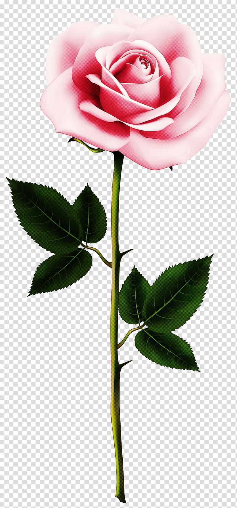 Garden roses, Flower, Flowering Plant, Pink, Petal, Rose Family, Hybrid Tea Rose transparent background PNG clipart