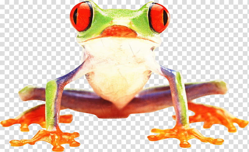 Frog, Tree Frog, True Frog, Toad, Agalychnis, Redeyed Tree Frog, Shrub Frog, Poison Dart Frog transparent background PNG clipart