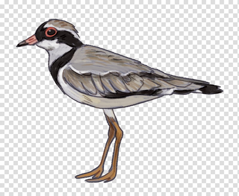 Cartoon Bird, Water Bird, Goose, Waterfowl, Ducks, Wader, Black Swan, Cape Barren Goose transparent background PNG clipart