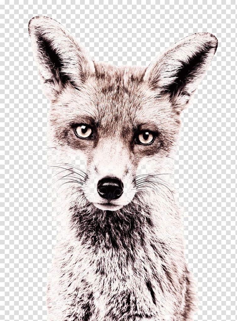 Fox Drawing, Magnet, Vinyl Group, Iron, Dryerase Boards, Wall Decal, Sticker, Printing transparent background PNG clipart