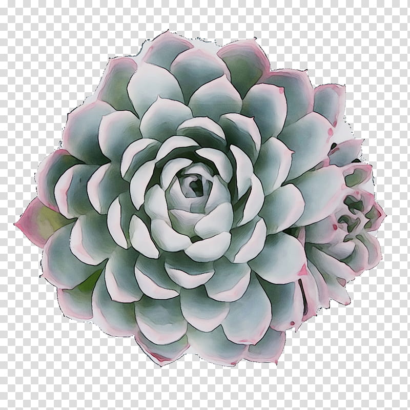 Flowers, Cut Flowers, Flowerpot, Artificial Flower, Petal, Echeveria, Plant, White Mexican Rose transparent background PNG clipart