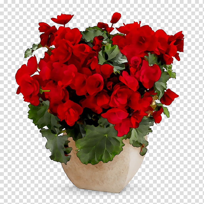 Flowers, Floral Design, Gift, Cut Flowers, Begonia, Floristry, Food Gift Baskets, Artificial Flower transparent background PNG clipart