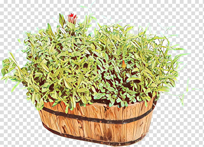 Cartoon Grass, Herb, Plant, Flower, Flowerpot, Alfalfa Sprouts, Garden Cress, Ingredient transparent background PNG clipart