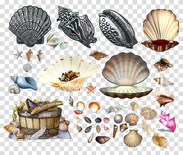 Pearl, Cockle, Seashell, Marine, Conchology, Beach, Shellfish, Starfish transparent background PNG clipart