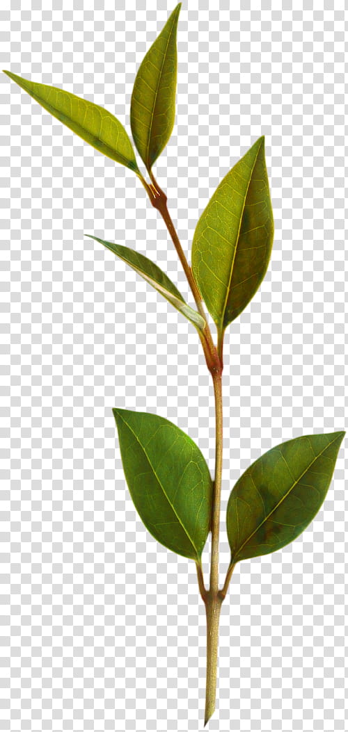 Family Tree, Bay Leaf, Bay Laurel, Indonesian Bay Leaf, Spice, Herb, Condiment, Laurales transparent background PNG clipart
