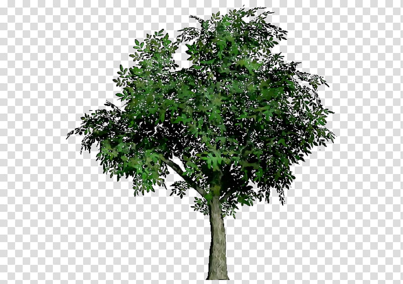 Oak Tree, Shrub, Branch, Plant, Woody Plant, Flower, Plane, California Live Oak transparent background PNG clipart